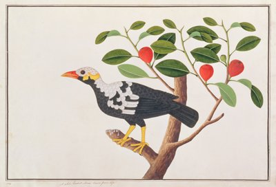 Hill Myna, from Drawings of Birds from Malacca, c.1805-18 by Chinese School